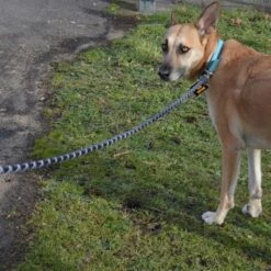 Julius K9 Correa Julius-K9 IDC® Cordino Para Perros -Mascota Suministros Ventas 89141 juliusk9 idcropeleash hs 08 0