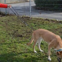 Julius K9 Correa Ajustable Julius-K9 IDC® Cordino Para Perros -Mascota Suministros Ventas 89698 juliusk9 idcadjustableropeleash hs 13 2