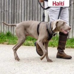 Halti Arnés Antitirada Non-Pull Harness Para Perros -Mascota Suministros Ventas 92496 92497 halti front control trainingsgeschirr hs 06 7