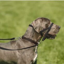 Collar Antitirada HALTI Para Perros -Mascota Suministros Ventas 94507 coa halti kopfhalfter hs 04 3