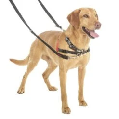 Correa Halti Para El Adiestramiento De Perros -Mascota Suministros Ventas 94508 coa halti trainingsleine hs3 8