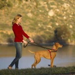 Arnés Antitirones Front Control HALTI Para Perros 11 Arnés Antitirones Front Control HALTI Para Perros -Mascota Suministros Ventas 94510 coa halti front controll harness hs 04 7