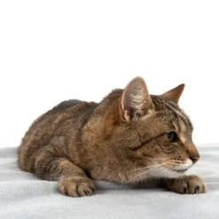 Manta Heim Lavable A Altas Temperaturas Para Mascotas -Mascota Suministros Ventas 99720 kochfeste decke fg 4330 8