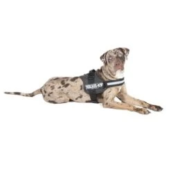 Julius K9 Arnés JULIUS-K9® Power Antracita Para Perros 11 Julius K9 Arnés JULIUS-K9® Power Antracita Para Perros -Mascota Suministros Ventas juliusk9 powergeschirr anthrazit 1