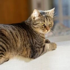 Puerta Extreme Weather Para Mascotas De Petsafe -Mascota Suministros Ventas petsafe hundeklappe extremeweather hs 03 3