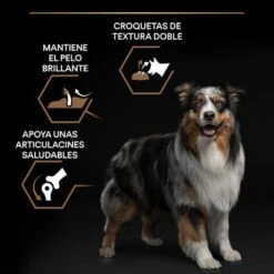 Pro Plan Duo Délice Adult Con Pollo -Mascota Suministros Ventas pu purina dog duodelice chicken benefit 7