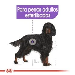 Royal Canin Maxi Adult Sterilised 10 Royal Canin Maxi Adult Sterilised -Mascota Suministros Ventas rc ccn sterilisedmaxi cv eretailkit 2 es es 3