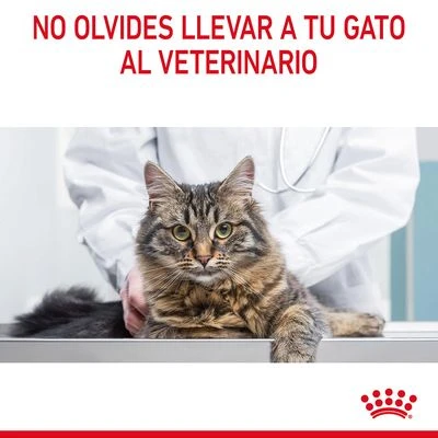 Royal Canin Digest Care En Salsa 10 Royal Canin Digest Care En Salsa - Imagen 10