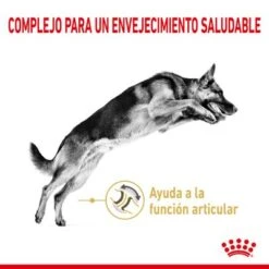 Royal Canin Pastor Alemán Adult 5+ 8 Royal Canin Pastor Alemán Adult 5+ -Mascota Suministros Ventas rc spt dry germshep5 cv 1 es es 4