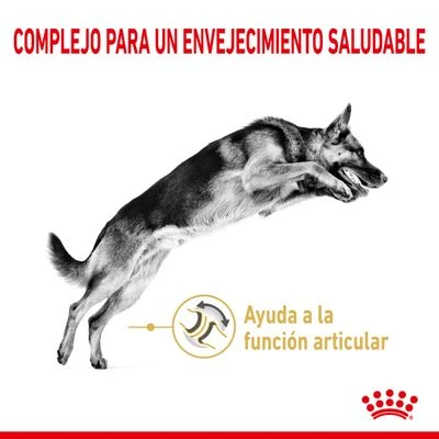 Royal Canin Pastor Alemán Adult 5+ 3 Royal Canin Pastor Alemán Adult 5+ - Imagen 3