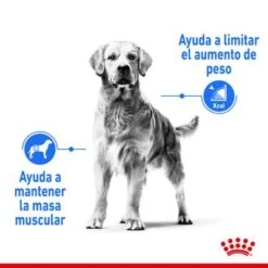 Royal Canin Maxi Light Weight Care -Mascota Suministros Ventas rc spt dry lightweightmaxi cv 1 es es 1 5