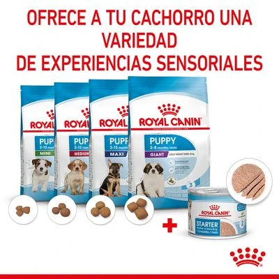 Royal Canin Starter Mousse 7 Royal Canin Starter Mousse - Imagen 7