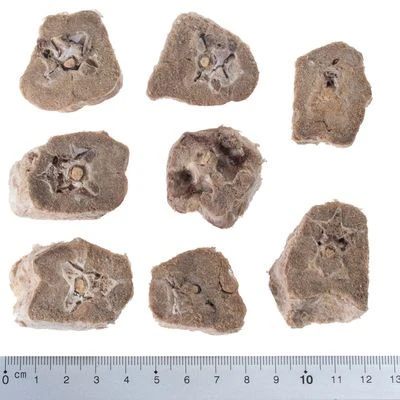 Pack Ahorro 4 X Wolf Of Wilderness RAW Snacks Liofilizados Premium 11 Pack Ahorro 4 X Wolf Of Wilderness RAW Snacks Liofilizados Premium - Imagen 11